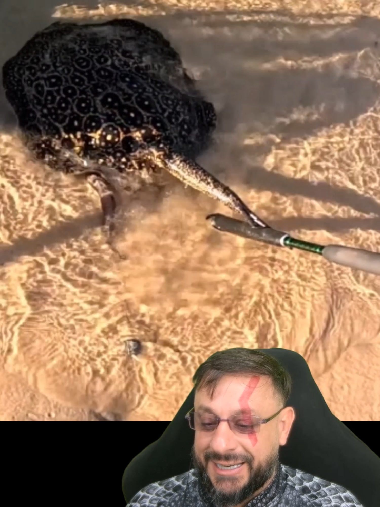 A arraia é linda, mas tem ferrão. Não pode confiar! @andersoncguedes #biologohenrique #bichoesperto