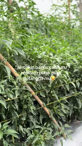 Hahaha😜#petanimuda #petanimilenial #petanisukses #petanitomat #petaniindonesia🇮🇩🇮🇩🇮🇩🌿🌿 