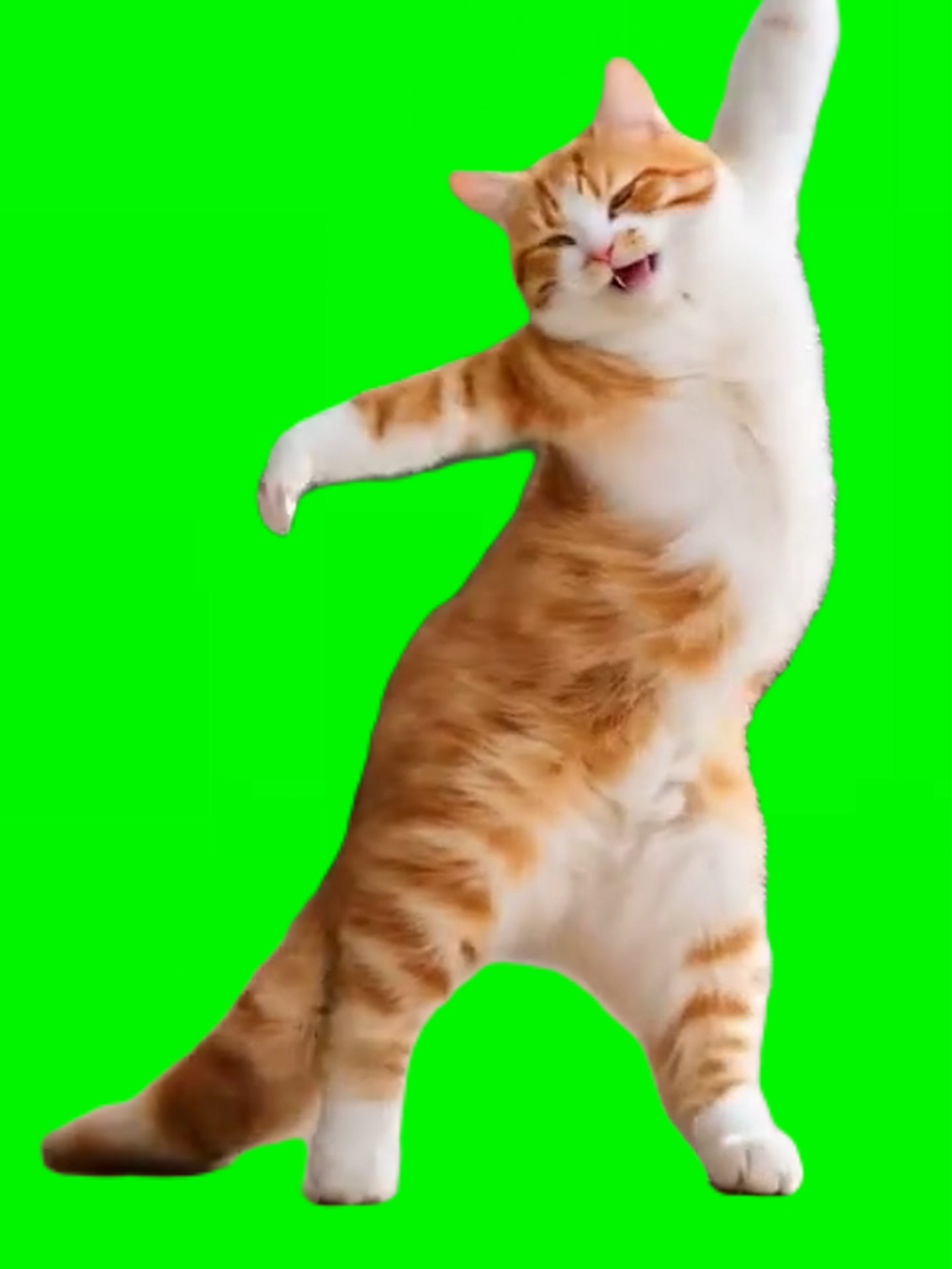 cat dancing #meme #memes #cat #catmeme #greenscreen #fyp #fyppppppppppppppppppppppp #catsoftiktok #catlover #funny #2025 #dance