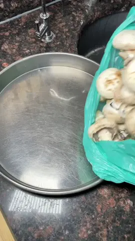 delicious mushrooms recipe  #mushrooms #Recipe #FoodTok #turkishfood 