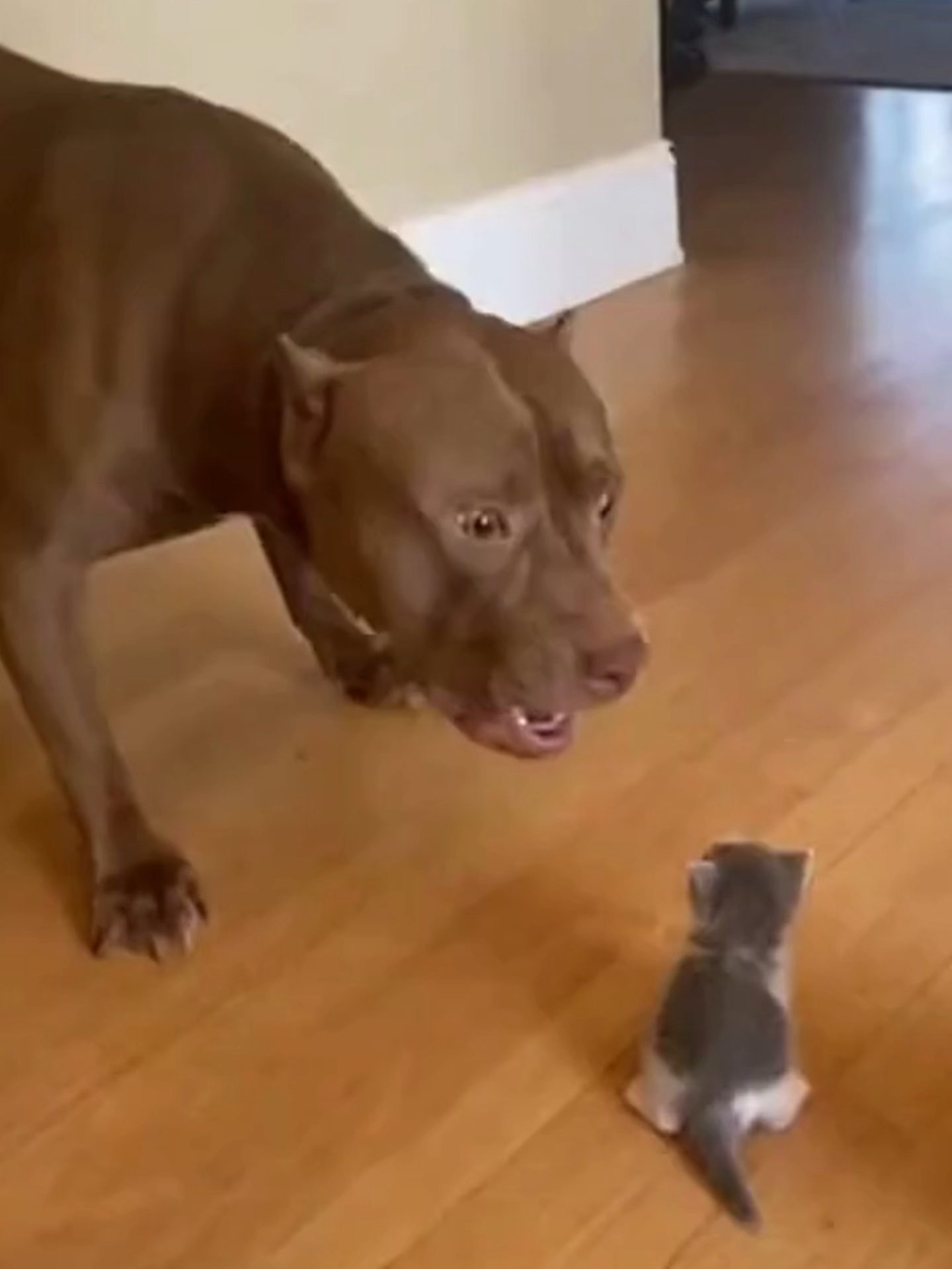 dog arregou? PT2 #fyp #sora #soraai#fly #cat #dog #sora2