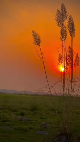 Hahga yaran ho ba zAma na hamaha hapa we#foryou#foryoupage❤️❤️ #naturalvibe5 #Usmankhan #1m @Usman Khan @ZK✨ @🌻کلـــیوال جــــــــانان🌻 