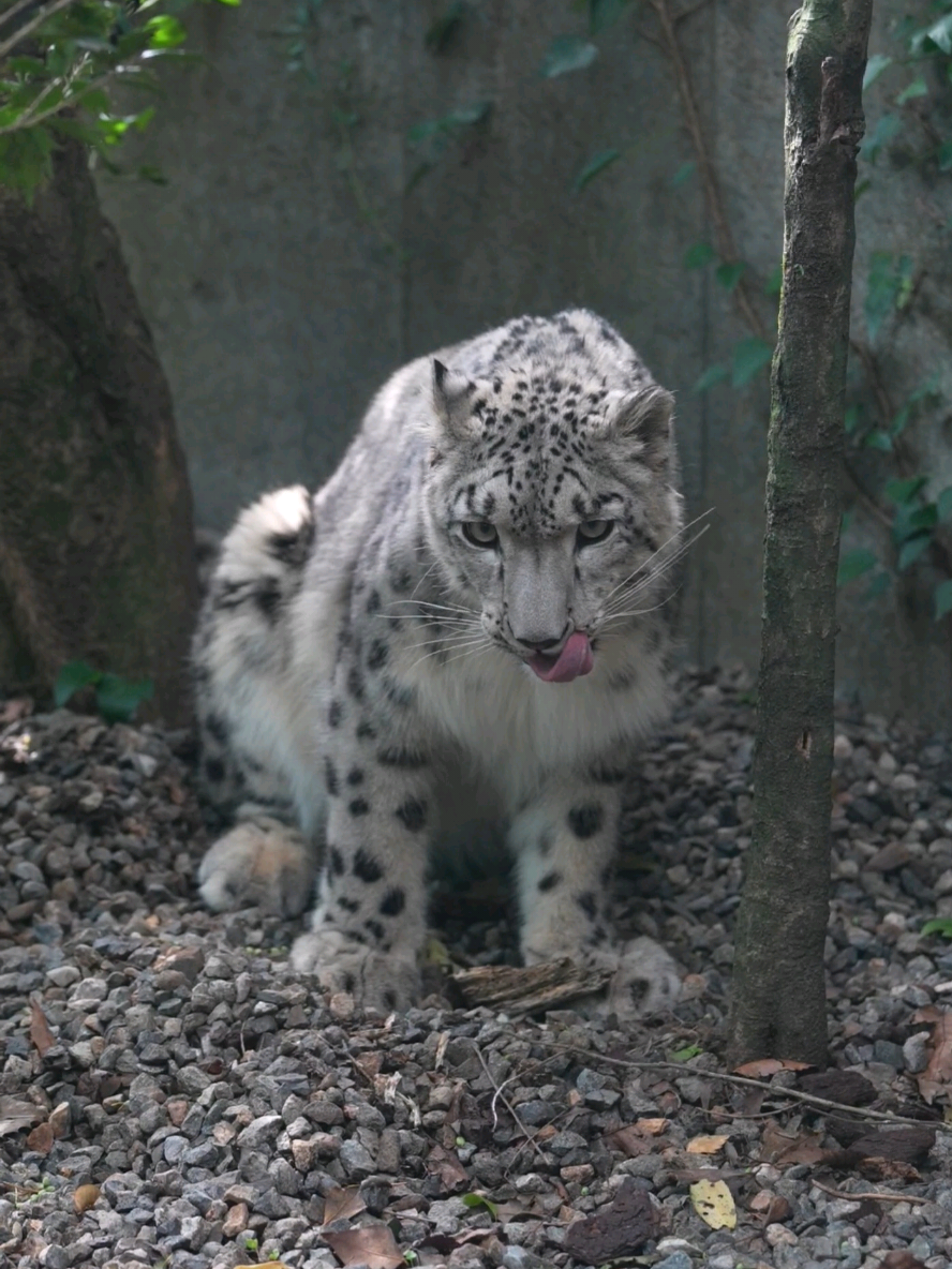 ヒメにとっては何でも楽しいおもちゃ🪵✨ ⁡ ⁡#いしかわ動物園⁡ ⁡ #ユキヒョウ ⁡ ⁡ #ヒメル 