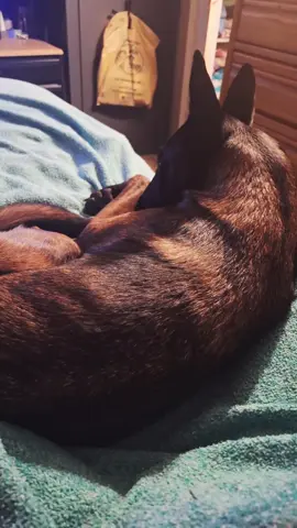 My 53 lb lap dog 🐕 🥰 I admit there are times my legs fall asleep from her laying on me, but I wouldn't trade it for anything. #malinois #doglove #bestfriend  #belgianmalinois #dogsoftiktok 