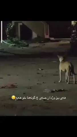 #دهوك_زاخو_سليماني_ئاكري_ئامیدی_هولیر #كوردستان 