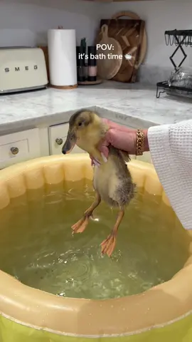 It’s bath time! #duck #pet #ducklings #duckmom #fyppppppppppppppppppppppp 