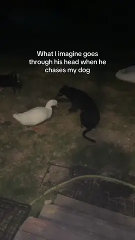 🤣🤣 #foryoupage #foryou #greenscreenvideo #funny #pekinduck 