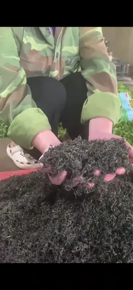 Chè móc câu Thái Nguyên tiền chát hậu ngọt