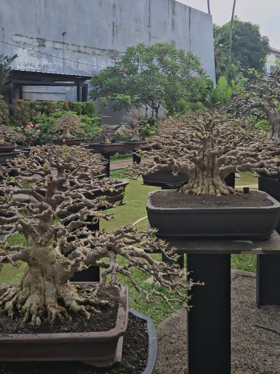 Private Collection: Anting Putri #antingputri #bonsaiantingputri #bonsaiindonesia #antingputrinusantara #bonsai 