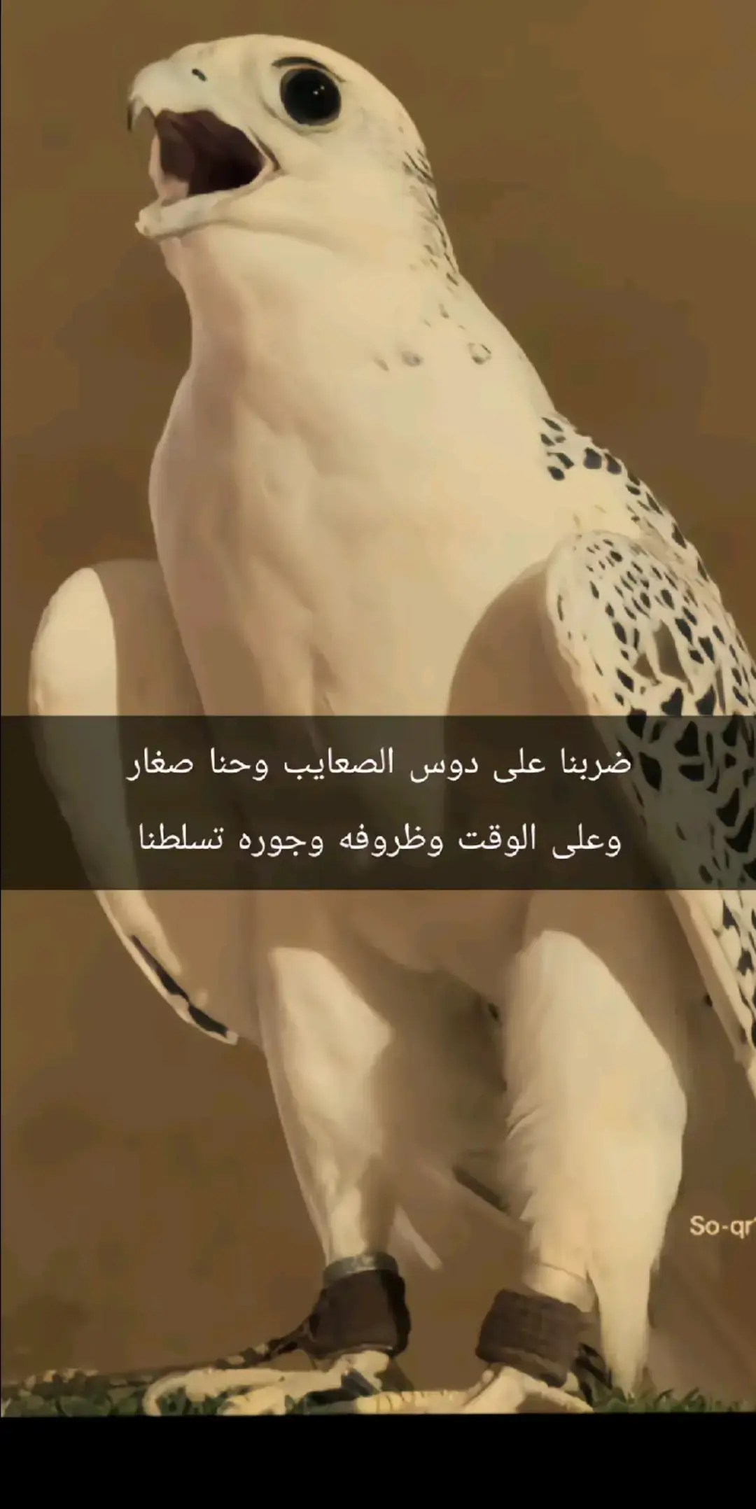 #ريخ_صقر #لا_تهاب_النخاطر #سبع_اليل_الشمالي_الحساب_الرسمي، 