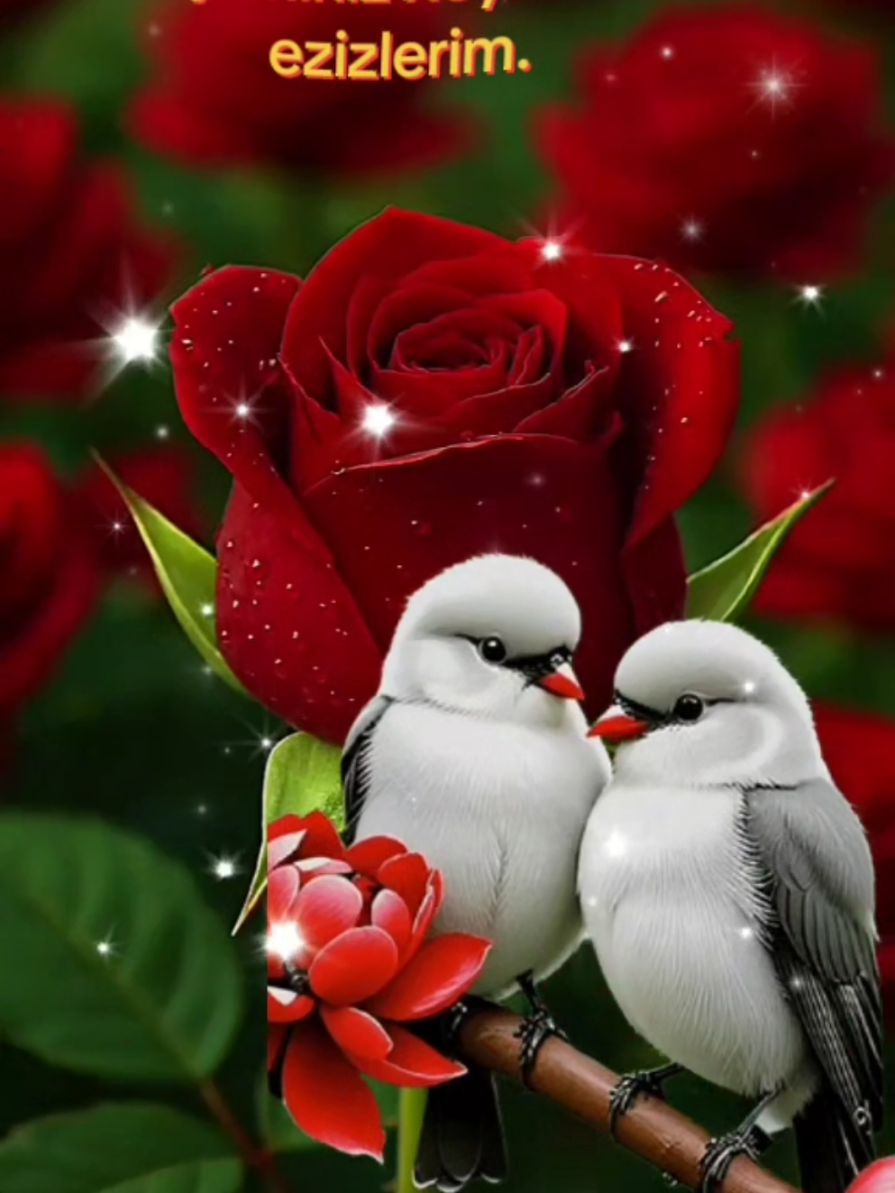 #axşamınız_xeyir_olsun #sonabülbüllər 