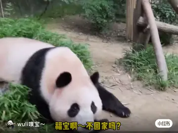 宋爷爷叫福宝回家，福宝不想回去又不想听爷爷碎碎念，直接把头藏在桌子底下假装听不见😂😂#福宝和爷爷 #保护国宝大熊猫🐼 #大熊猫福宝 #大熊猫宝力青宝云川鑫宝 #天佑宝力和青宝云川鑫宝🙏🙏🙏 