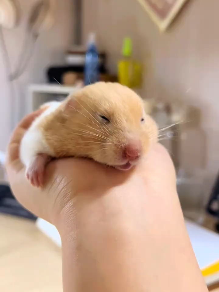 ngủ mọi lúc mọi nơi#xuhướng #hamsters #chualanh #cute #mouse #meme #iu #thucung