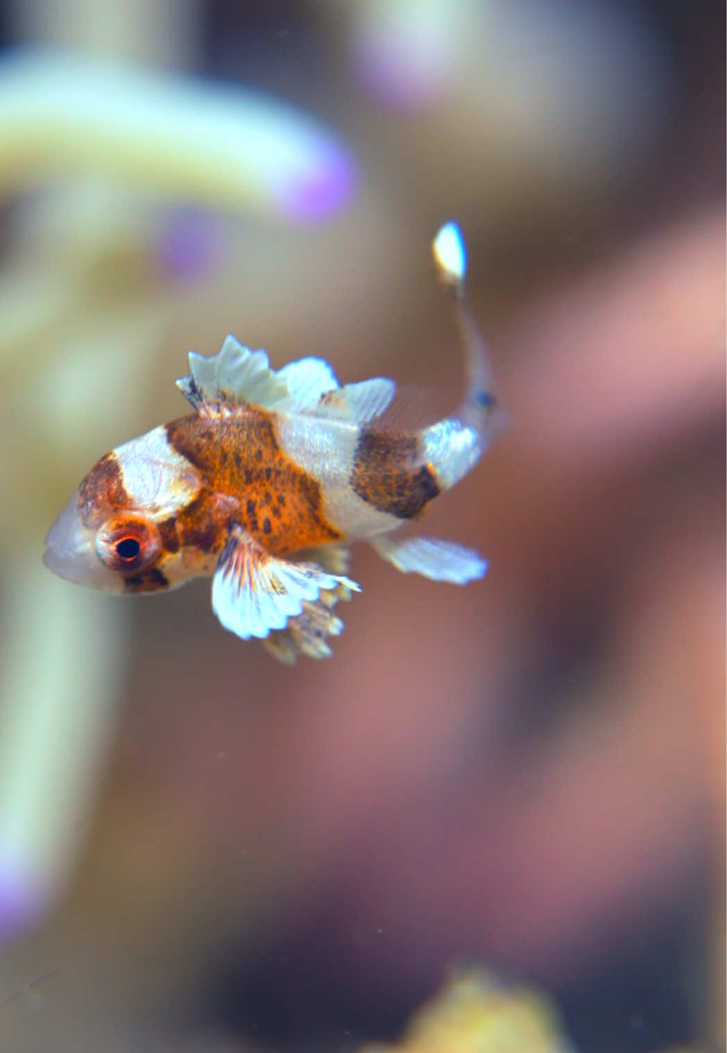 In Lembeh Strait, the juvenile Harlequin Sweetlips (Plectorhinchus chaetodonoides) steals the show with its nonstop wiggly dance. Its polka-dot pattern and playful moves make it look like the ocean’s cutest little performer💃🕺