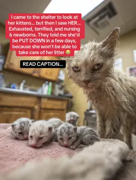 She sat frozen in the corner of her kennel, her tiny body trembling on the cold cement…  Defeated. Overlooked. She had been abandoned after giving birth under a porch. Five fragile kittens clung to her, but the staff had already written her off: “Too aggressive.” “Hopeless.” “Can’t be saved.”  She was scheduled to be euthanized the moment her kittens were weaned. But when I saw her… I didn’t see aggression. I saw fear. Pain. A mother barely holding on.  Yet she nursed. Yet she protected.  🐱 A mother who never gave up. I rushed her to the vet.  The diagnosis? Severe malnutrition and an infection spreading fast. The vet looked at me and said:  “She’s not feral… she’s starving.” She told me if Lily was going to survive, we had to heal her from the inside out. That’s when I turned to Taily Collagen—the same all-in-one formula that gave cats like Sophie and Willow their second chance. It’s packed with:  🌀 Collagen peptides – to rebuild her strength, joints, and coat  🌿 Parsley – to soothe inflammation and freshen her breath  💚 Chlorella – for detox, liver health, and immune support  🍗 Plus vital nutrients for heart, digestion, and full-body recovery Within a week: Lily was eating on her own. Her purrs returned softly. Her kittens began thriving.  By a month? Bright, trusting eyes. A thick, silky coat. And a heart that finally felt safe again. I named her Lily—because even in her darkest moments, she stayed soft and strong. You can get Taily Collagen on Amazon (I stocked up on 3 bottles). 💚 Follow to see more of Lily’s journey and her beautiful transformation 🐾 #fy #fyp #pets 