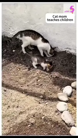 كيف تربي القطط صغارها بأجمل الصور #cats #قطط #قطط_امهات #تربية_القطط #قطوة 