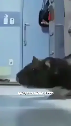 Car**** RATINHOO  #rato #animaldeestimação #pets #engracado #humortiktok 
