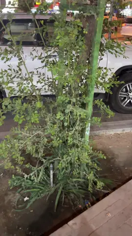 عربجيه روان🤣 #fyp #اكسبلور #شاص #الرياض 