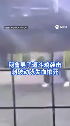 秘鲁一名斗鸡饲养员在备赛时，惨遭自家斗鸡袭击，一刀刺破胯部股动脉，失血过多惨死。 #peru #roosterfight #attack #lossofblood Auto translation might not be accurate. Click to see original.