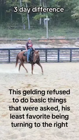 It’s not always pain and abuse that causes a horse to misbehave, some of them can actually just be jerks. I’ve had freckles for a year. 