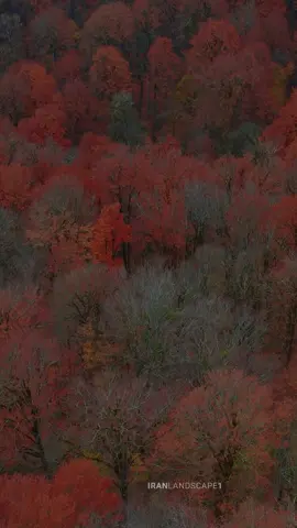 🍂