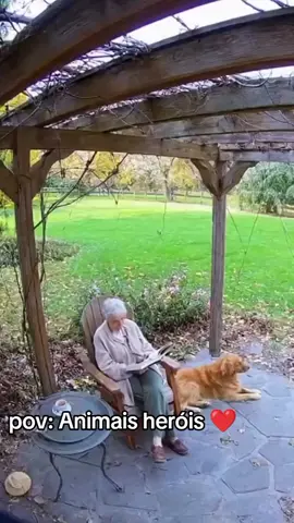 Animais podem ser grandes heróis. #animais #heroi #viral #fyyyyyyyyyyyyyyyy 
