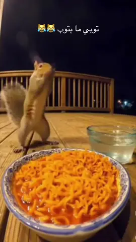 الفار وهو بياكل اندومي حار😹 #الشعب_الصيني_ماله_حل😂😂 #funny #animals #hot #Noodles 