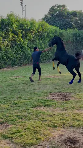 فهد ابو سليم 🧿🐎#abo_sleem🤍🔥⚔️ #marcedes #الشعب_الصيني_ماله_حل😂😂 #خيل_وخياله🐎 #خيل_وخياله🐎🖤ماشاءالله_اللهم_بارك🧿♥️ 