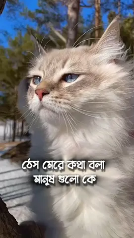 #foryoupage #fyp #viralvideo 
