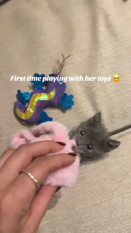 #kitten#cutecat#likе