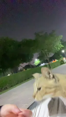 I love cats more than humans