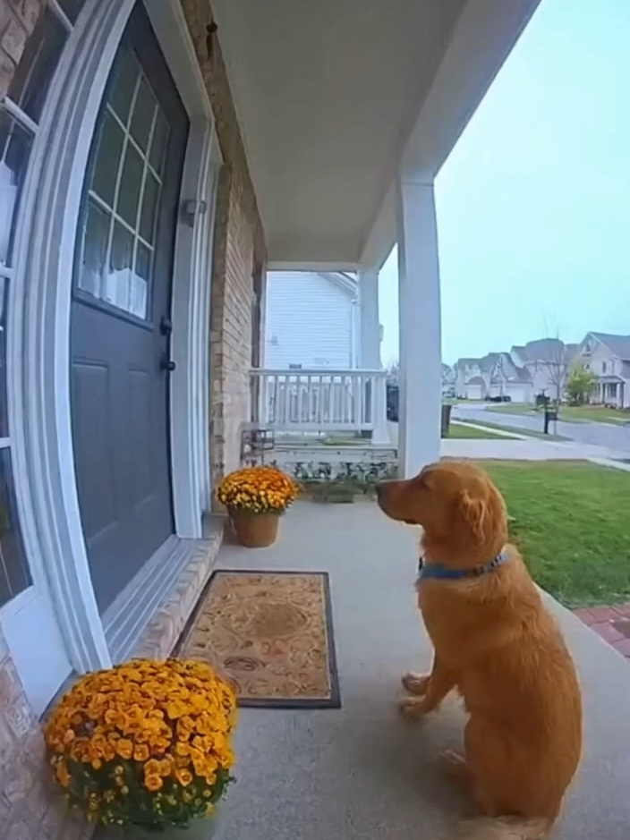 calm down diddenbluden#funny #dog #sora #soraai