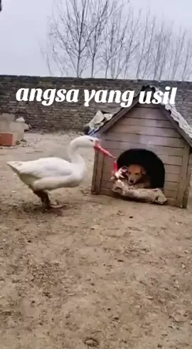 #videolucu #fyppppppppppppppppppppppp 