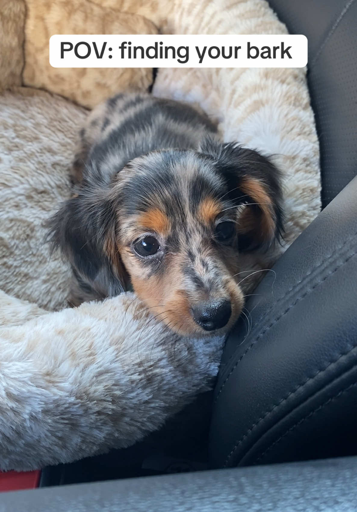 It’s giving Simba trying to roar for the first time #dappledachshund #longhaireddachshund #dachshundsoftiktok #puppybark 