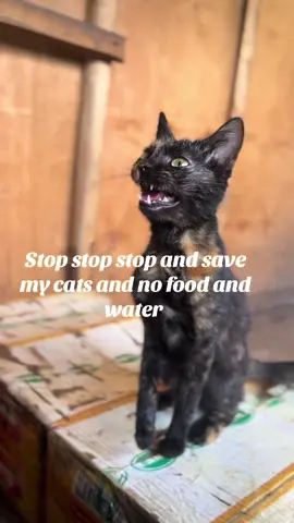 Link in bio #animalsoftiktok #animallover #foryoupage