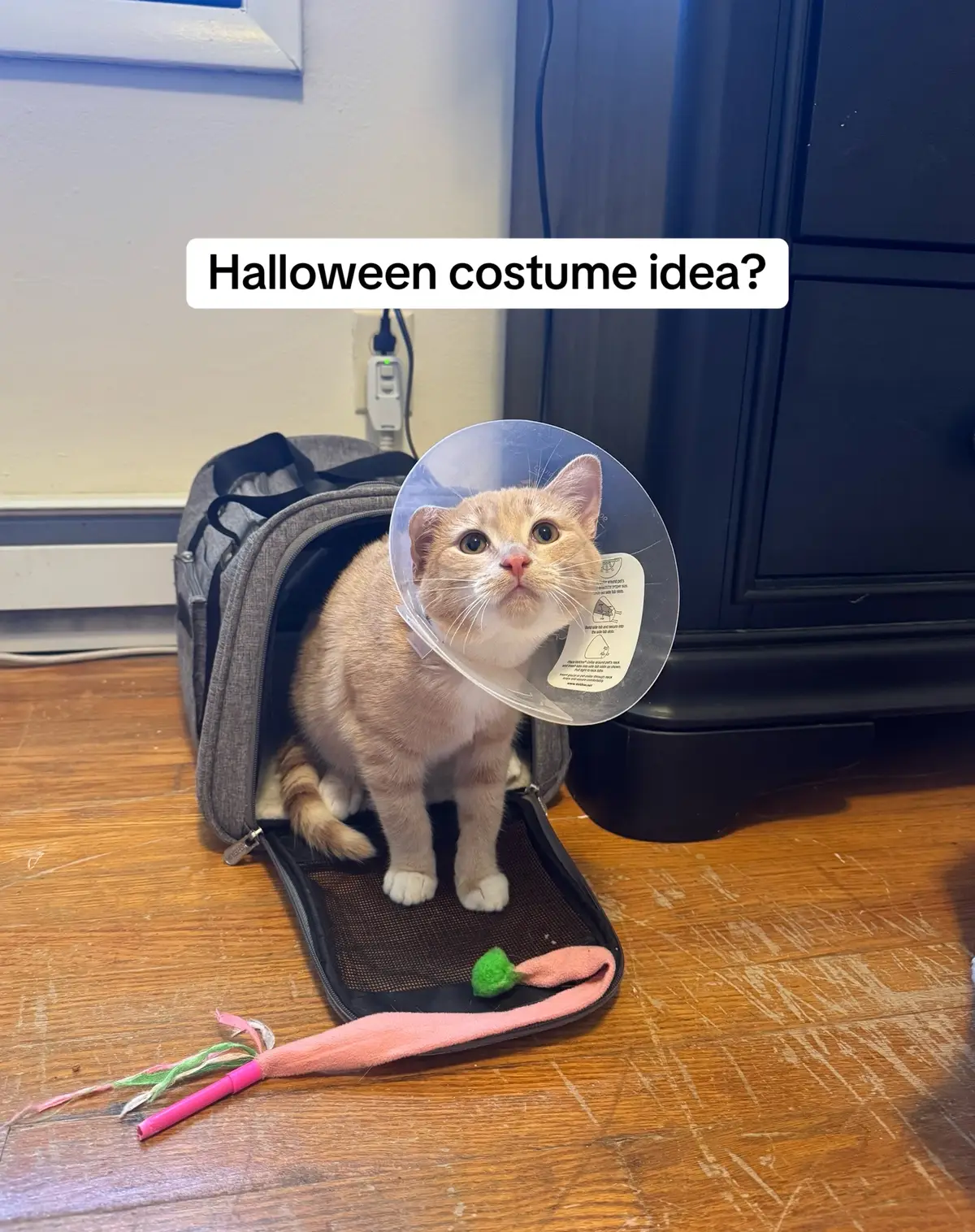 Poor Vinnie got neutered yesterday 