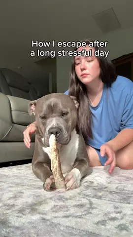 The best feeling ever… #americanbully #funnydog #dogcontent #doglovers #funnydogs #dogowner #dogs #doghumor ib: Dog life, dog humor, dogs, funny dogs, cute dogs