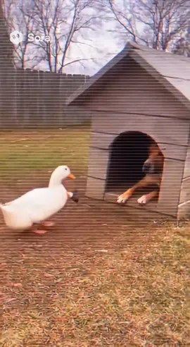 This Duck is mean! 😭💀 #sora2 #aivideos #sora #ai #funny 