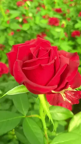 ستبقى سري الذي لا أبوح به  والذي اخفيه خلف كلماتي ..