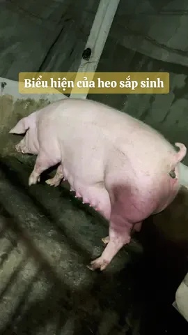 Combo mắc đẻ😆 #bieuhiencuaheosapsinh #chuẩnbithuocchoheode #phuongphuongst #phuongnuoiheosoctrang  @Phương Phương ST  @Phương Phương ST  @Phương Phương ST 