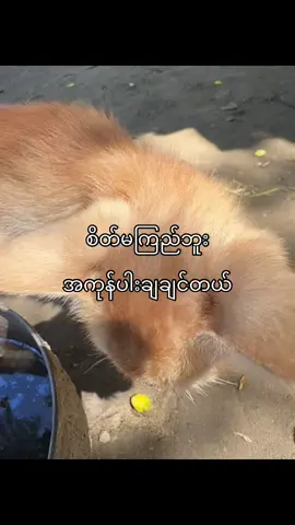 စိတ်မကြည်ဘူး#fypシ゚ #viral #foryoupage #tiktokmyanmar #ရောက်ချင်တဲ့နေရာရောက်👌 
