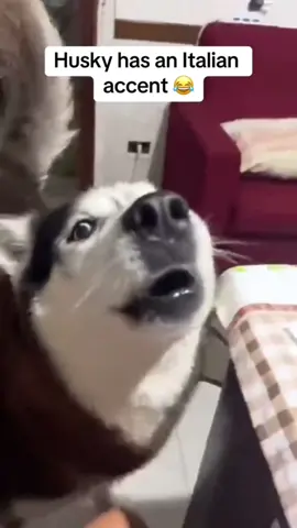 When your dog reacts to every word except “no” 🐶😂 #SmartDogs #DogComedy #FunnyPets #DogOwners #DogLife 