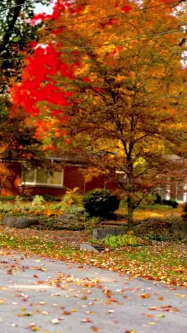 #autumn #autumnvibes #october #fallincanada #foryou 