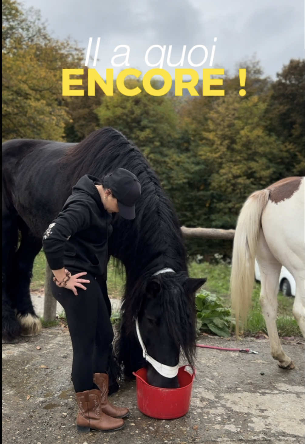 Des témoignages concernant les abcès qui sortent chaque année à la même période ? 🥺 #Cheval #Equitation #Cavaliere #Chevaldetrait #Untraitdecheval 