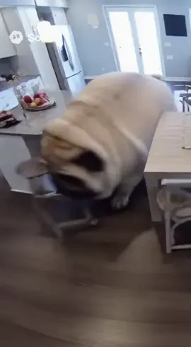 WHAT IS HE EATING #sora #ai #dog #pug 