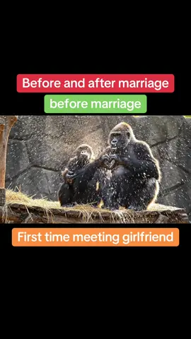 The difference between love and marriage #funny #fun #gorilla #cute #funnyvideos 