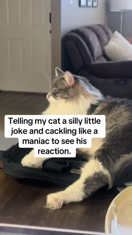 He loves me. #cat #catsoftiktok #funny #jokes #fyp