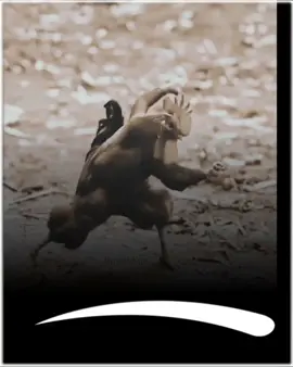 #funny #funnyvideos 