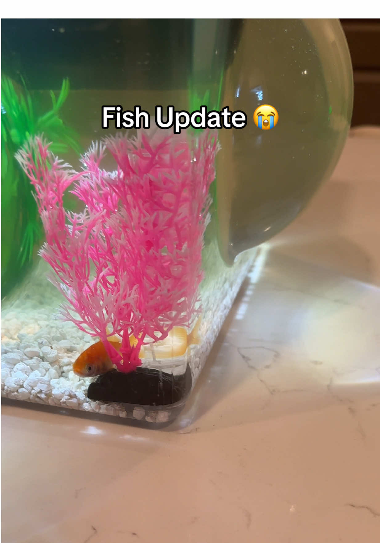 Gold fish update! We’ll see how long these fish last lol. #goldfish #fishtok #ilovemyfish #nelliemarie #nelliemarie143 