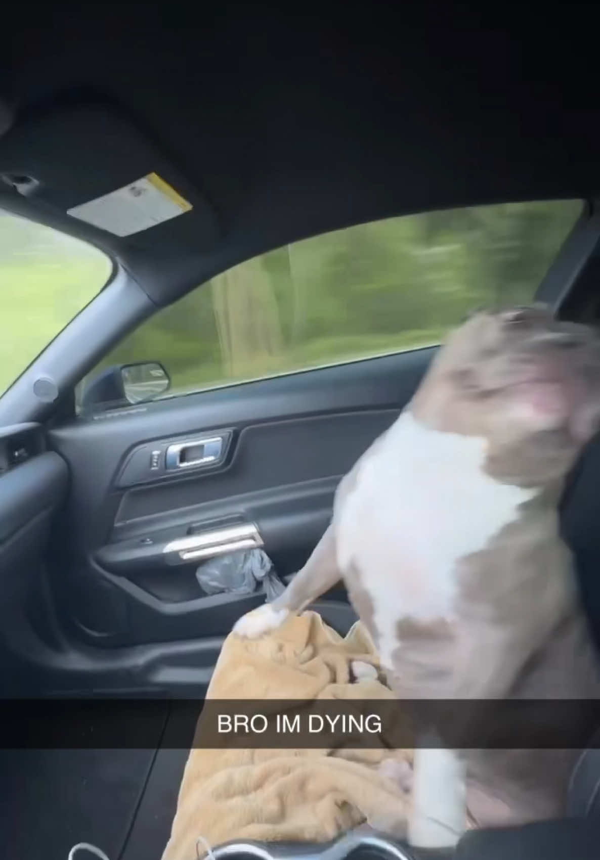 piggy #fyp #dog #xyzbca #car #viral 